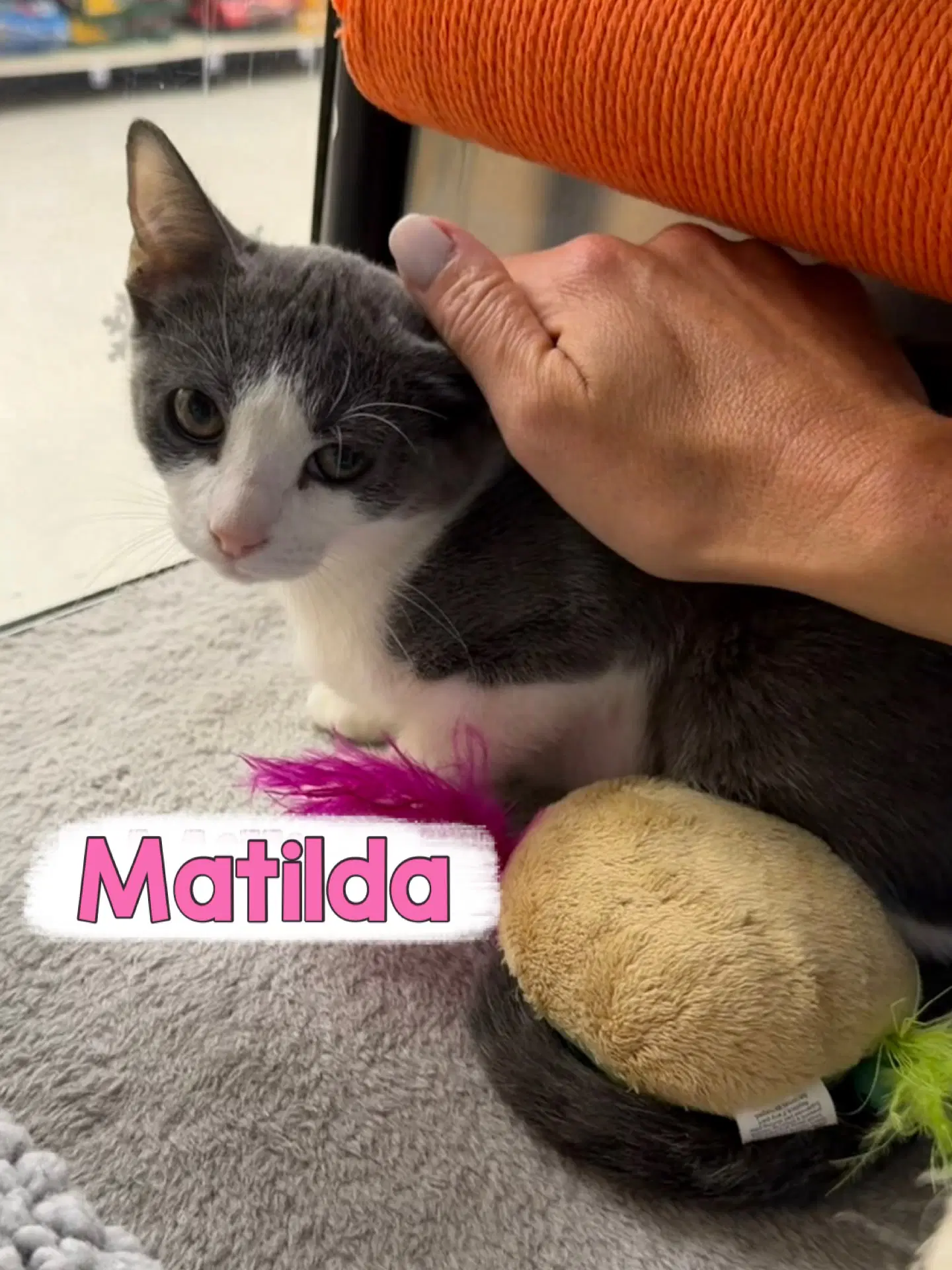 Matilda image 3