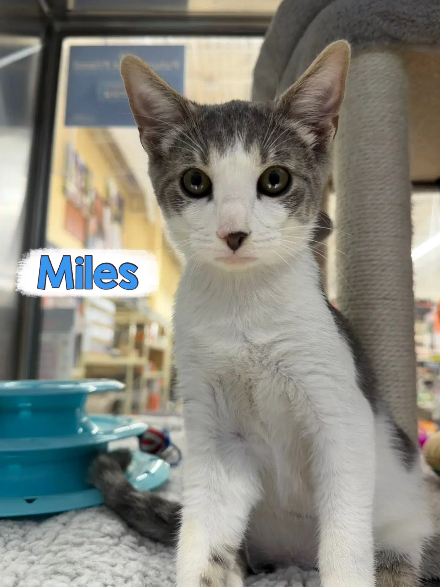 Miles - Domestic Short Hair