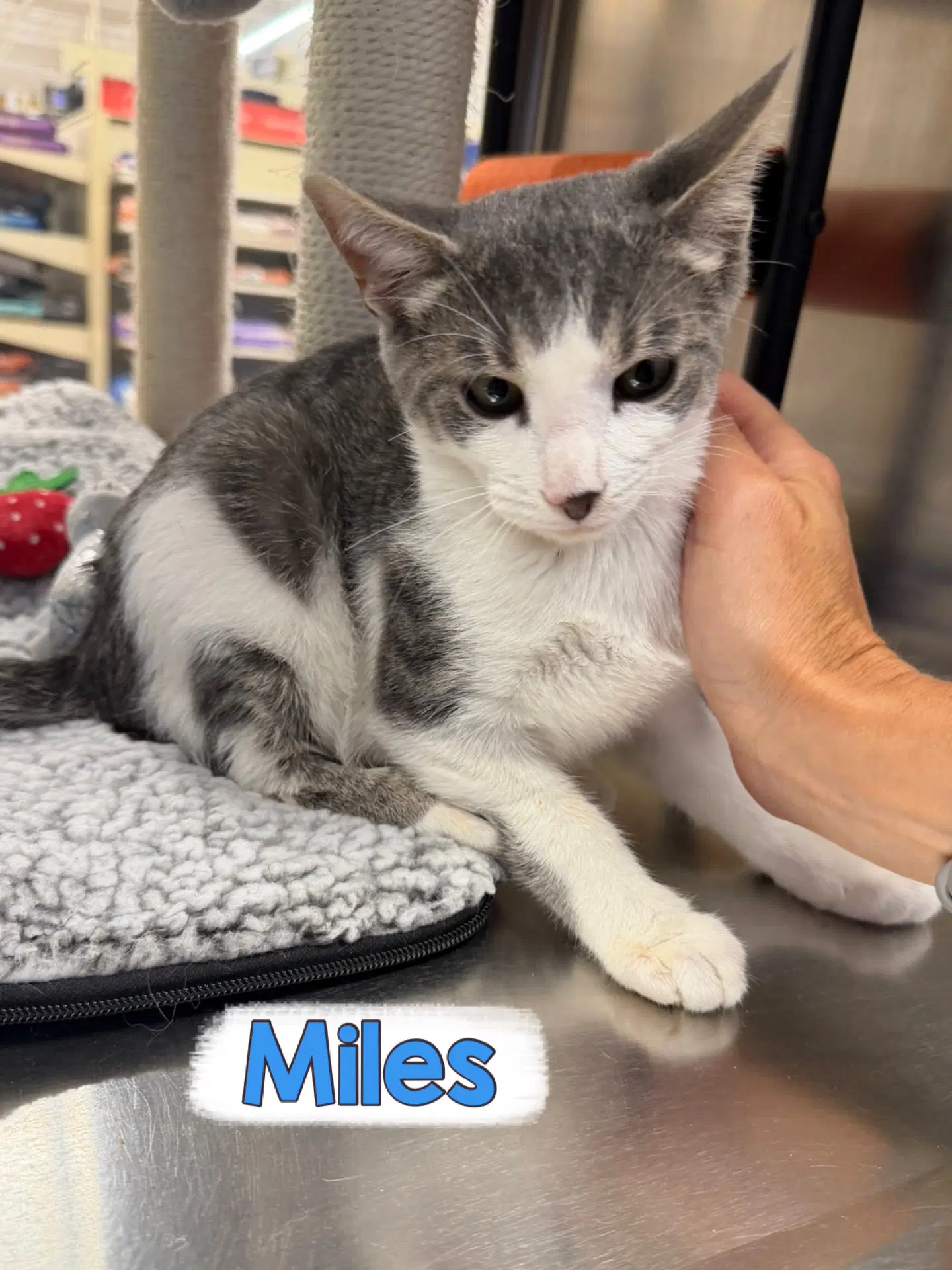 Miles image 2