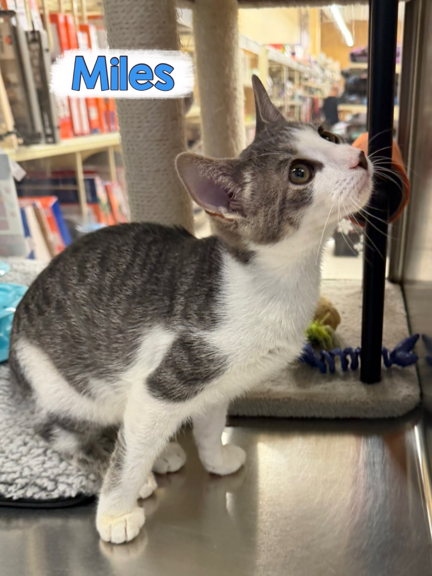 Miles, photo 3