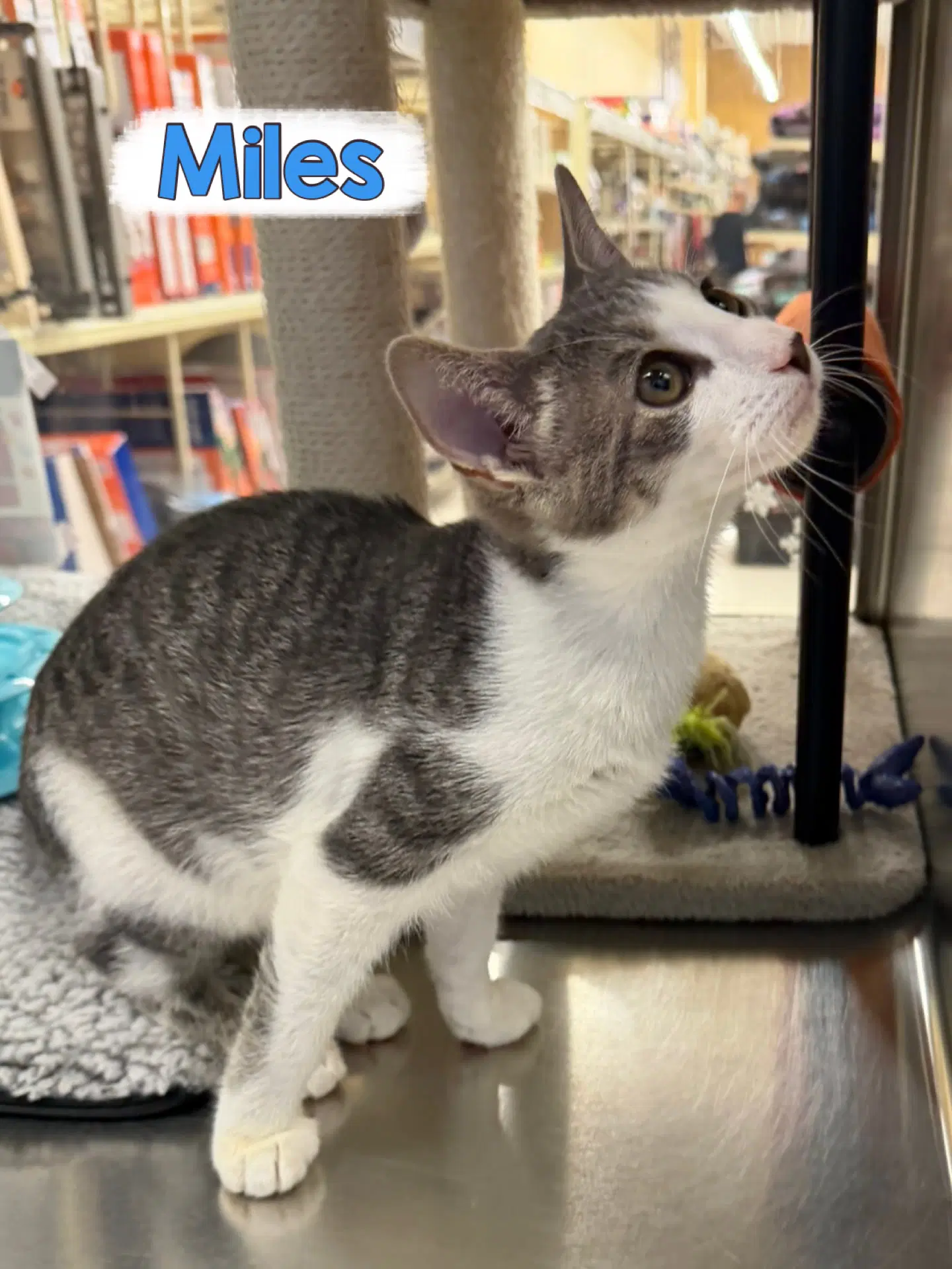 Miles image 3