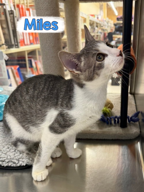 Miles photo 3