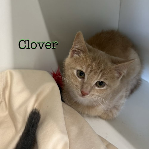 Clover photo 2