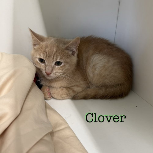 Clover photo 3