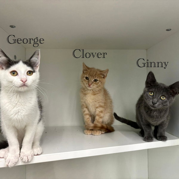 Clover