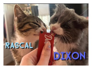 Dixon photo 3