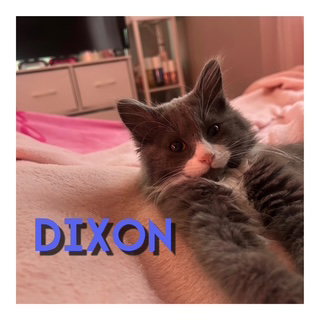 Dixon photo 4