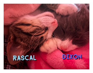 Rascal photo 2
