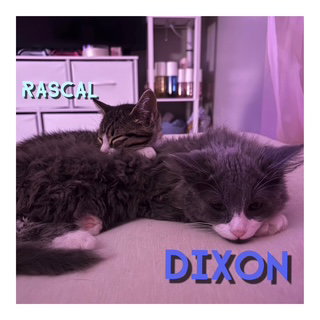 Rascal photo 3