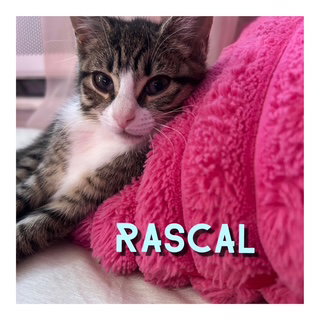 Rascal photo 4