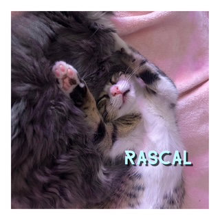 Rascal photo 5