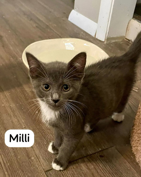 Milli