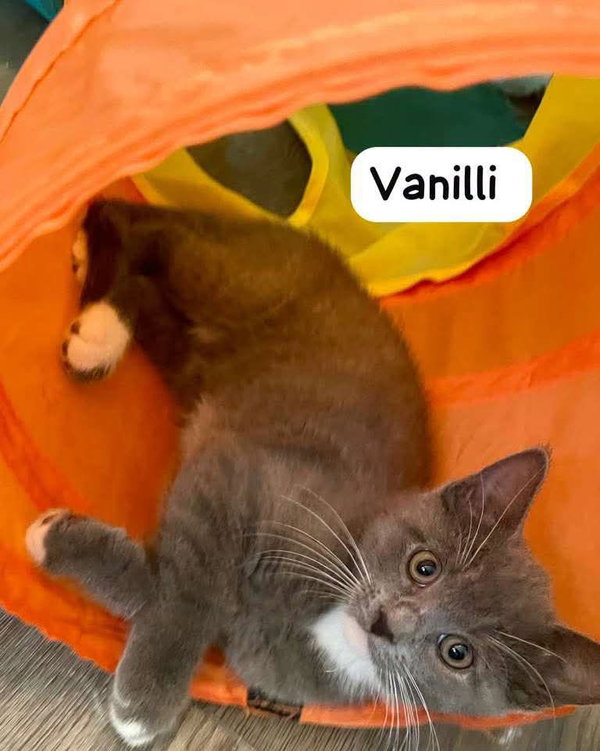Vanilli