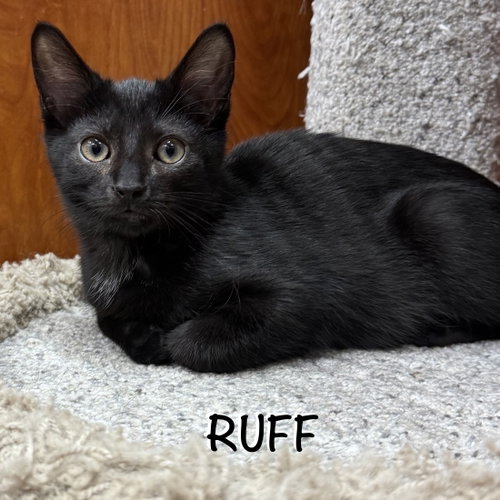 Ruff