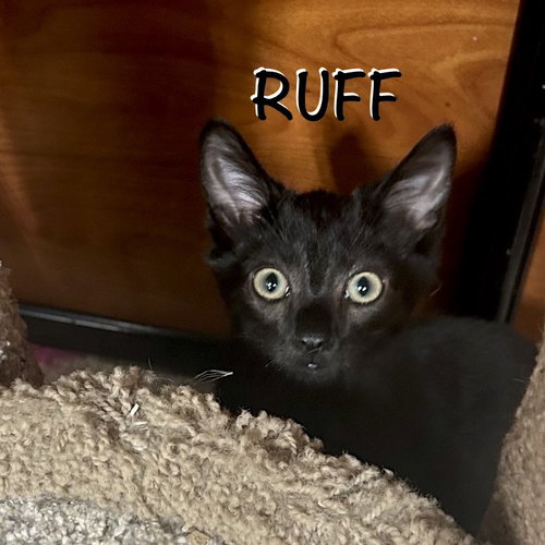 Ruff photo 3