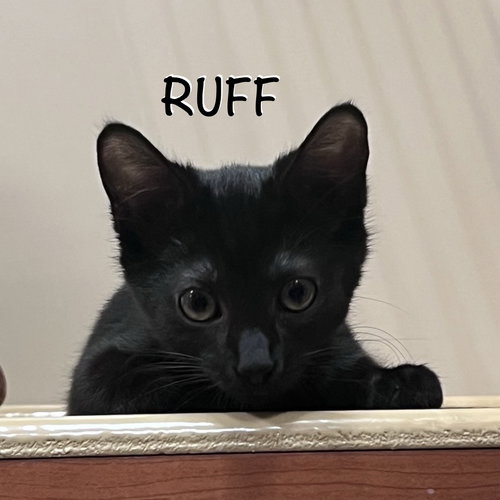 Ruff photo 4