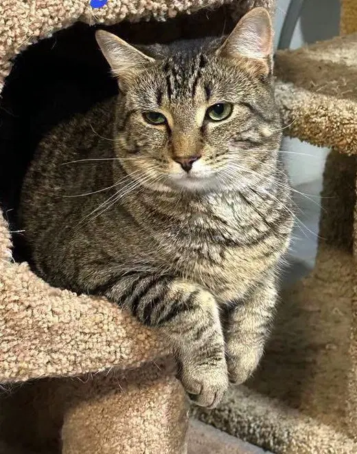 Jersey - Domestic Short Hair
