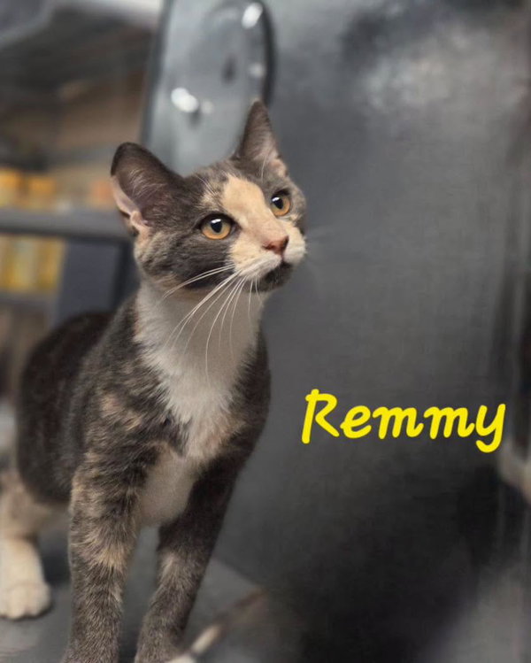 Remmy