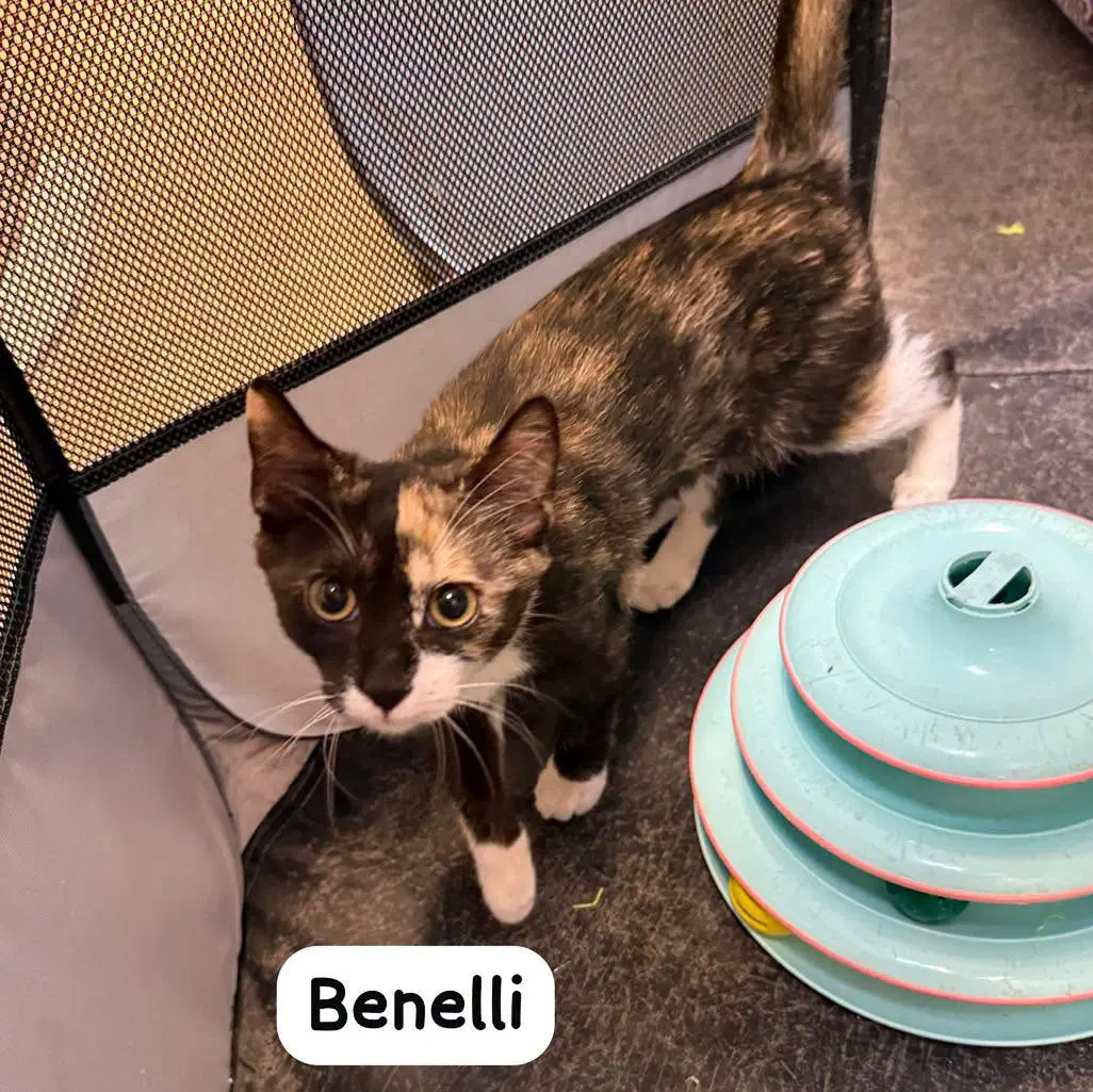 Benelli - Tortoiseshell