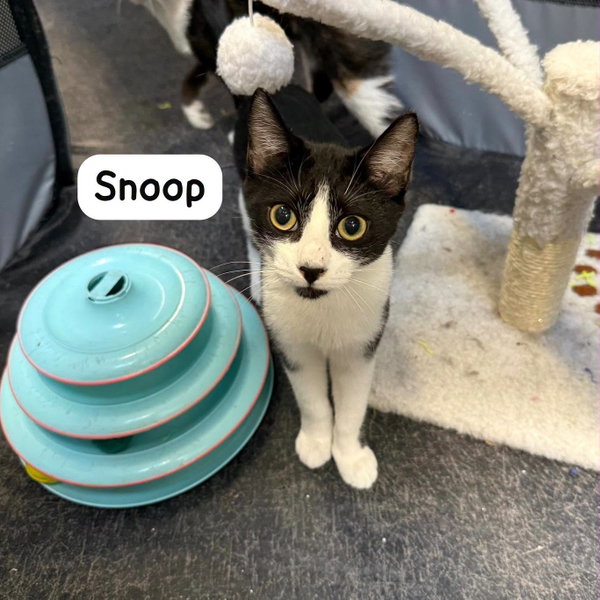 Snoop
