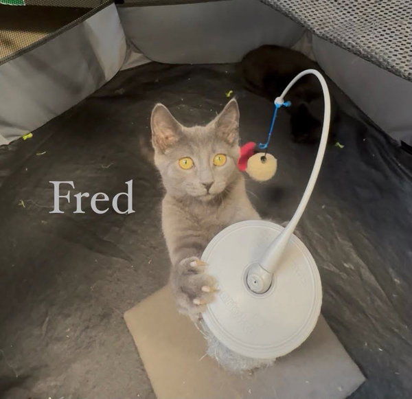 Fred