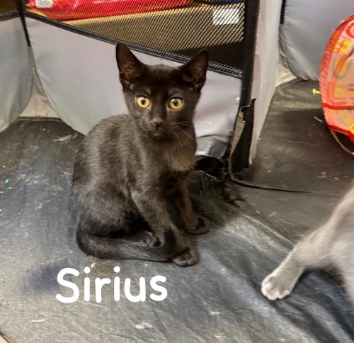 Sirius