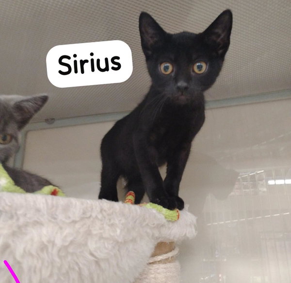 Sirius