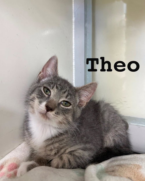 Theo