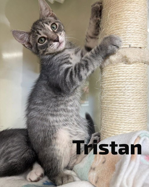 Tristan