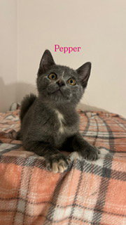 Pepper photo 2