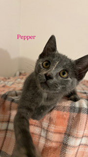 Pepper
