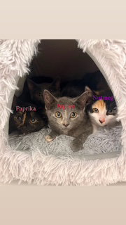Paprika