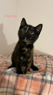 Paprika photo 2