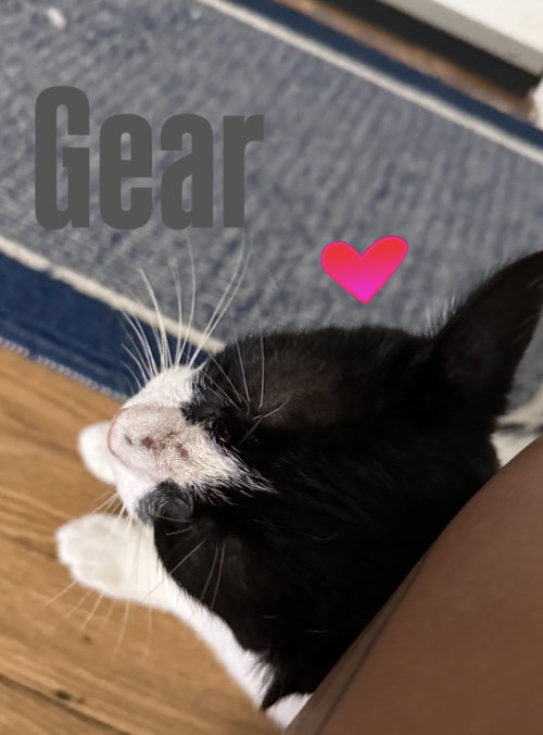 Gear photo 4