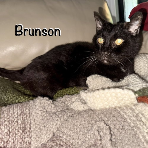 Brunson photo 3