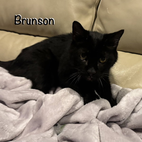 Brunson