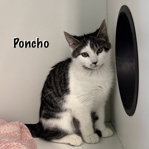 Poncho photo 2