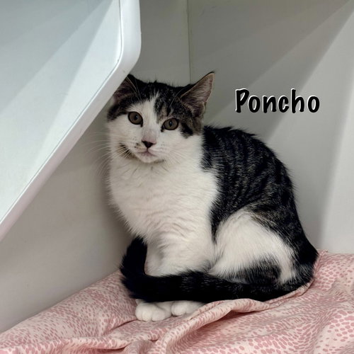Poncho photo 3