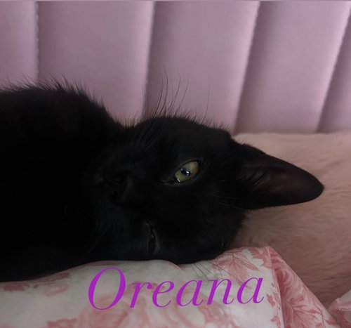 Oreana