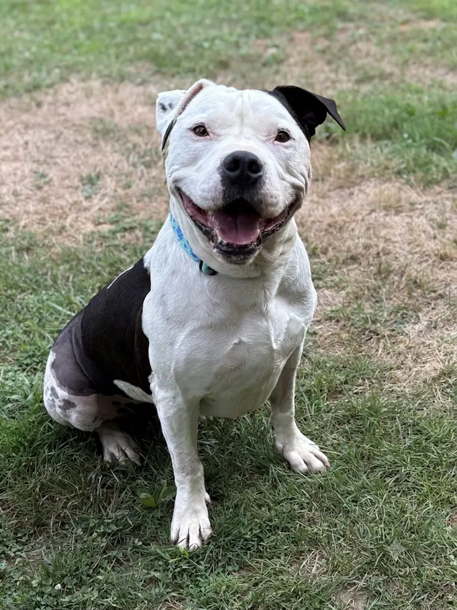 Duke - American Staffordshire Terrier