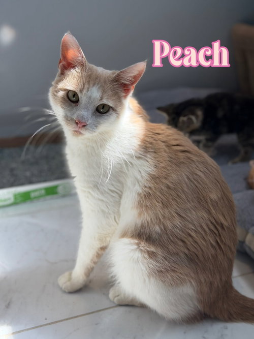 Peach