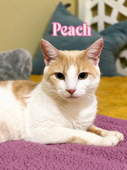 Peach photo 2
