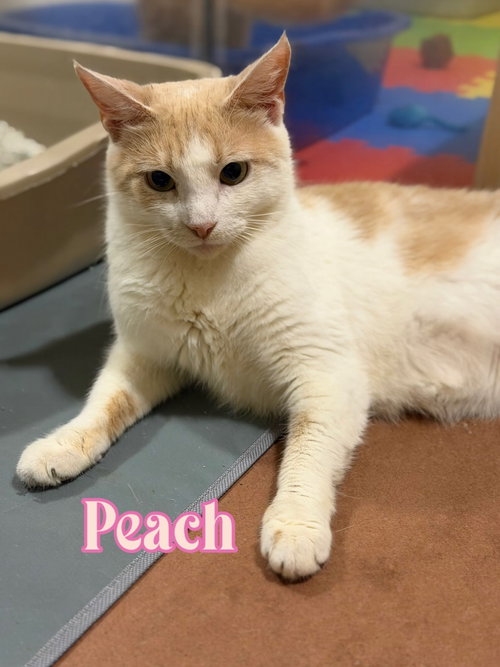 Peach photo 3