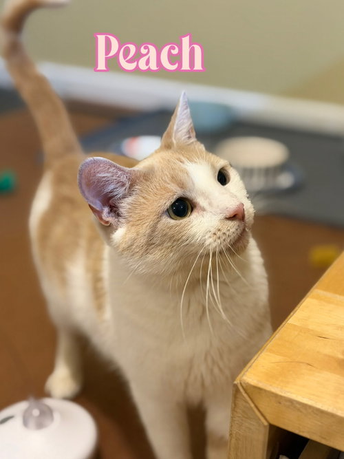 Peach photo 4