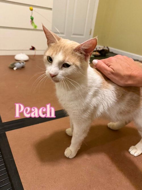 Peach photo 5