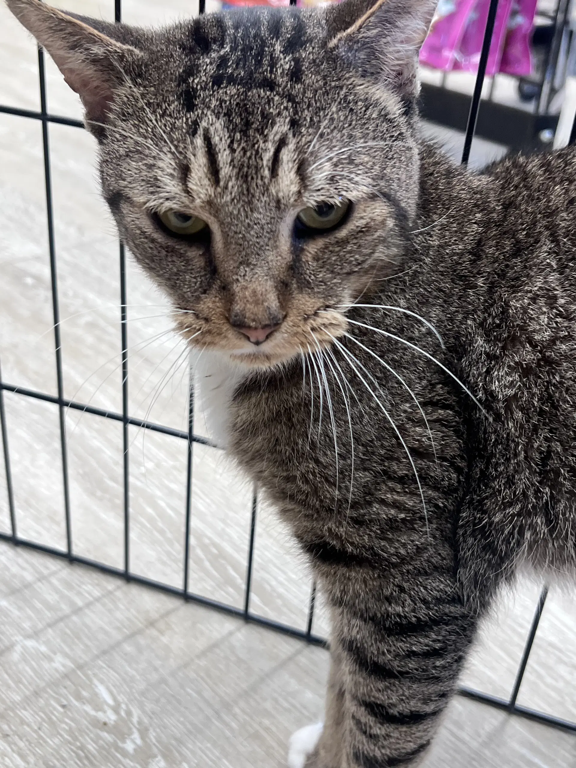 Prince - Domestic Short Hair