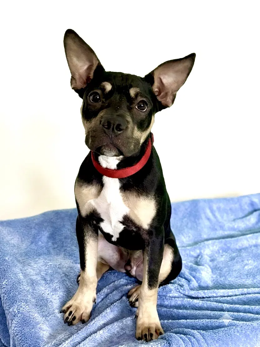 Maxwell - Terrier