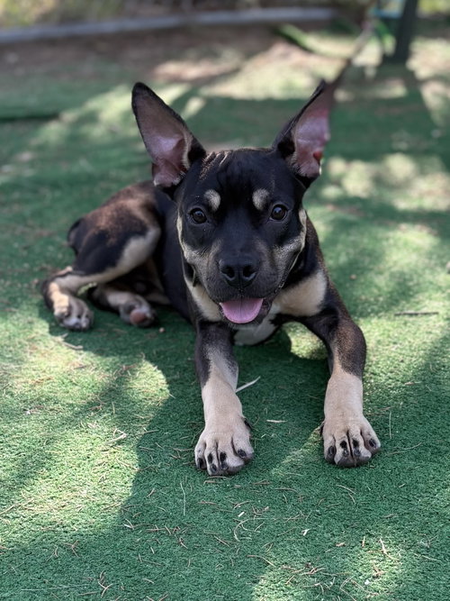 picture of the dog needing adoption