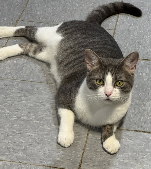 picture of the cat needing adoption