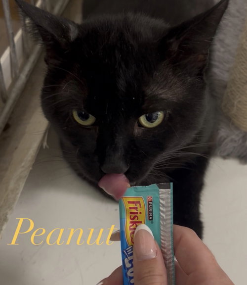 picture of the cat needing adoption